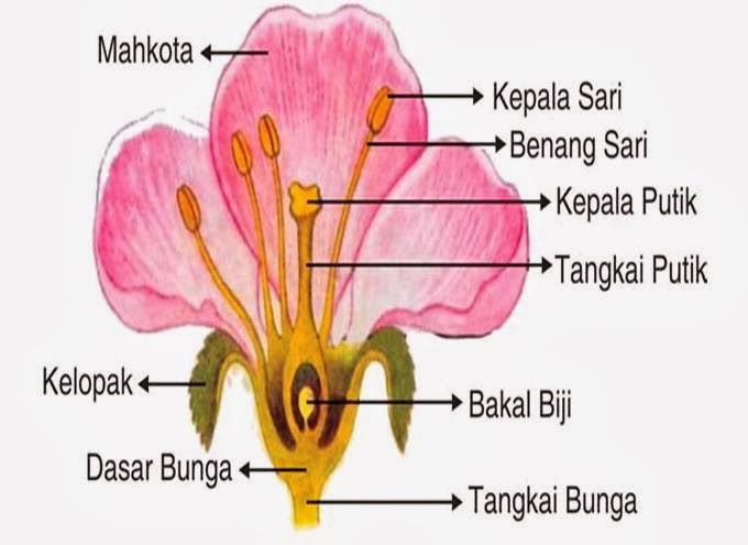 morfologi bunga  Bagian  Pada Bunga 