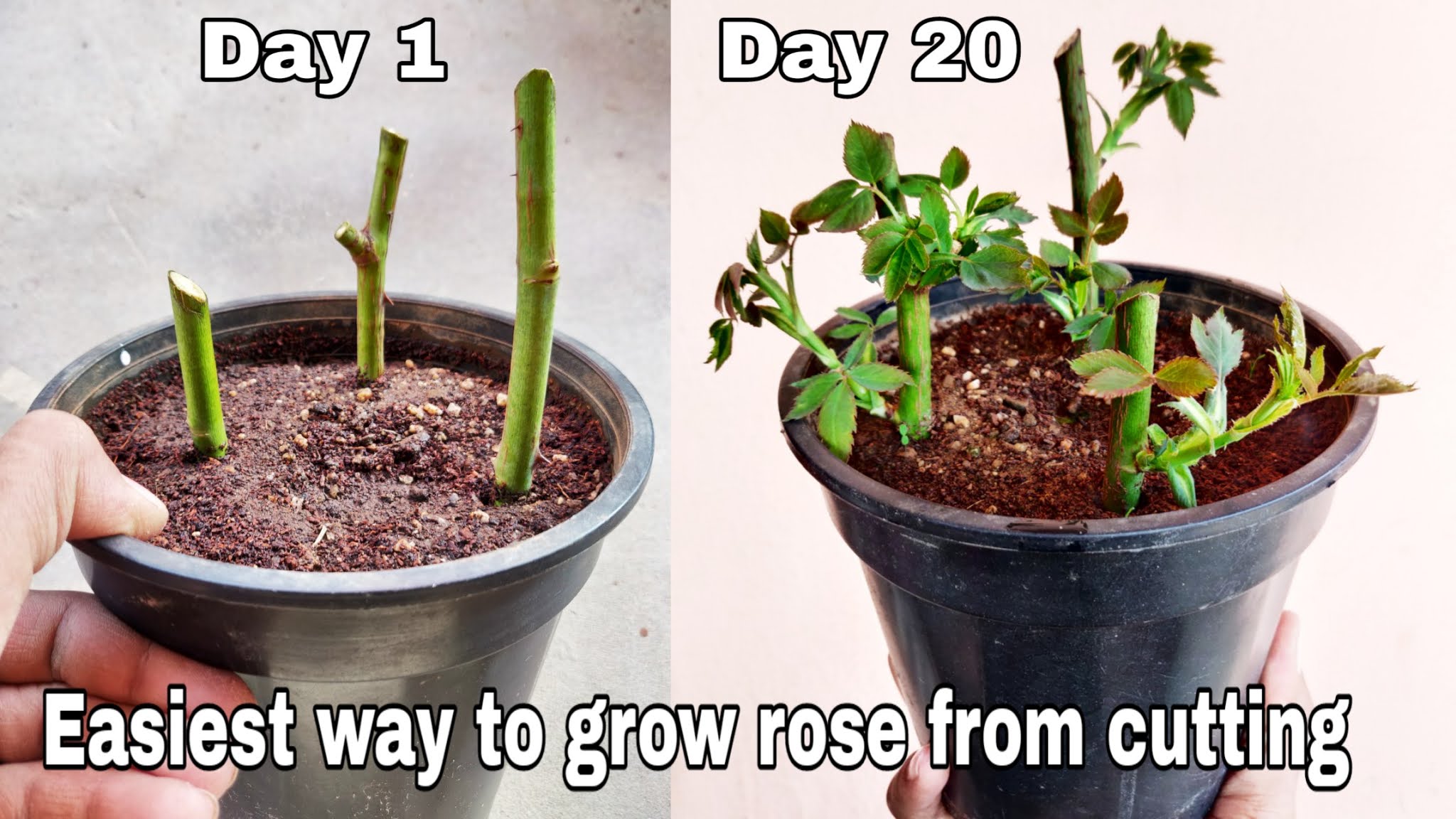 How to grow rose from cutting - Prakratik.com
