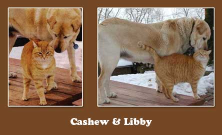 Cahew & Libby