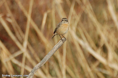 Bitxac comú (Saxicola rubicola)