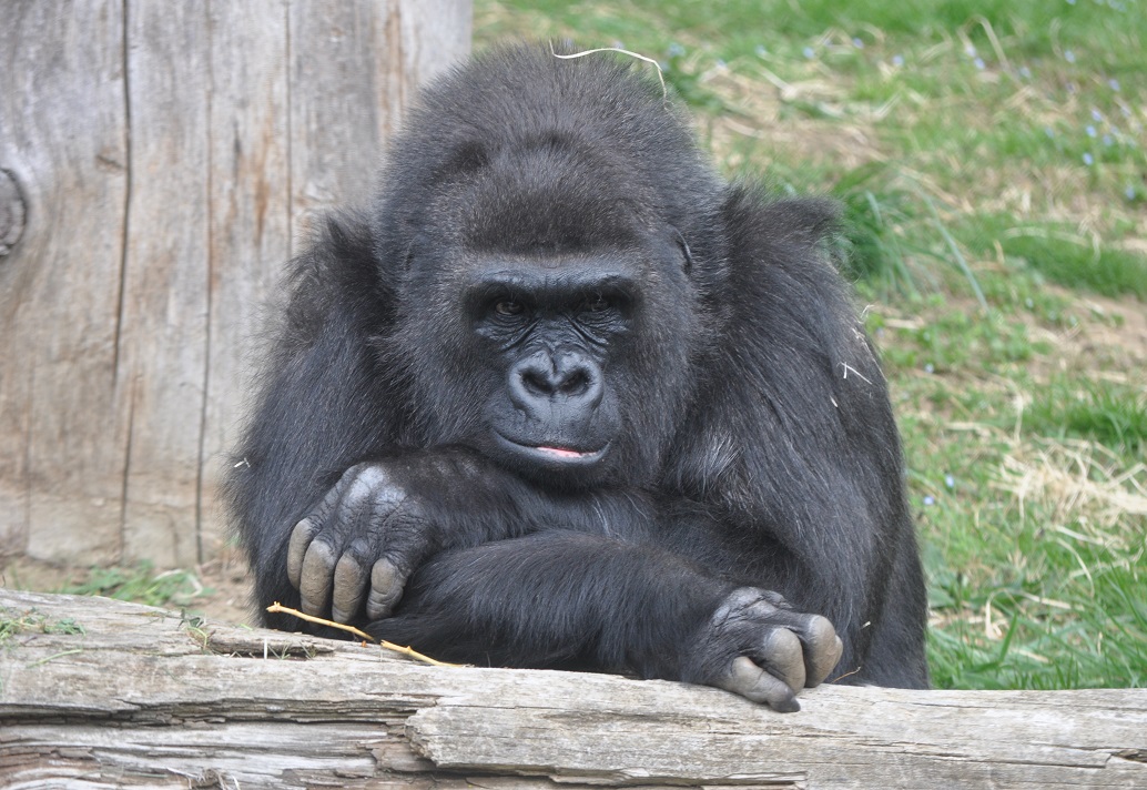 ZOOTOGRAFIANDO (MI COLECCIÓN DE FOTOS DE ANIMALES): GORILA DE LLANURA