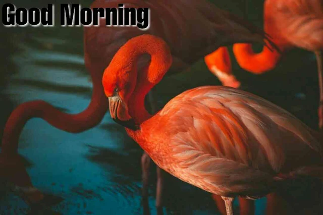 Beautiful birds good morning images