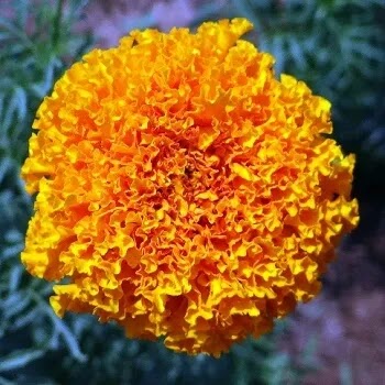 फुलांची नावे, Flowers Name In Marathi पिवळा झेंडू, Marigold Flowers Name In Marathi