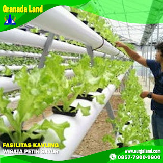 Ingin merasakan bagaimana nikmatnya memetik sayur maka Kavling Granada Land adalah alternatif tempat wisata yang bisa anda kunjungi di wilayah Bogor Timur