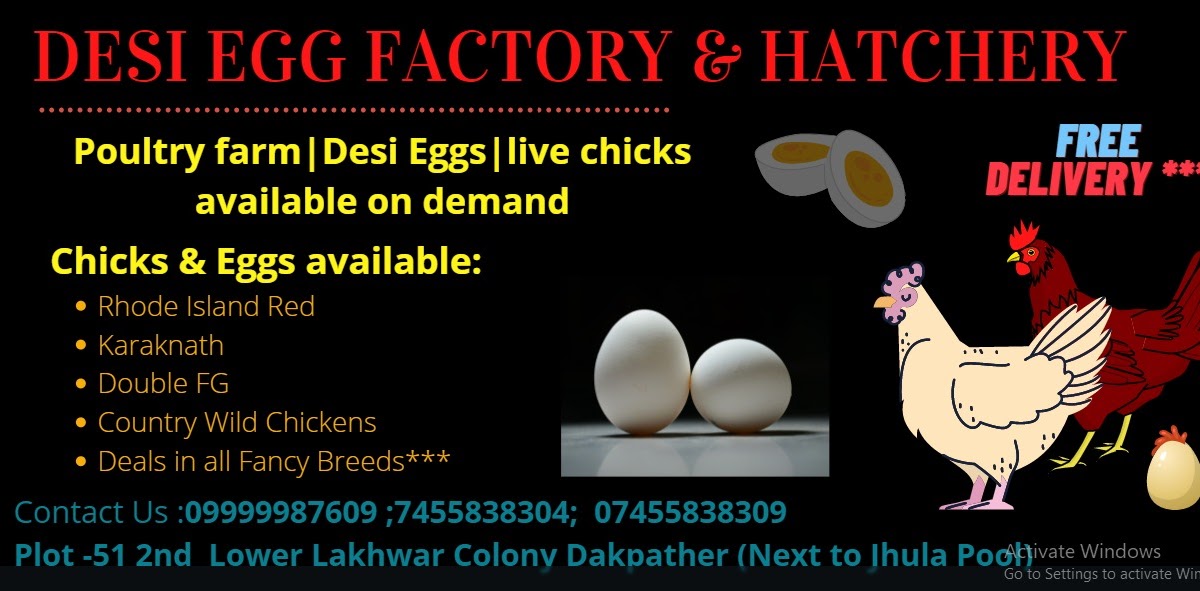 DESI EGG FACTORY & HATCHERY Poultry Farm Desi Eggs Live Baby