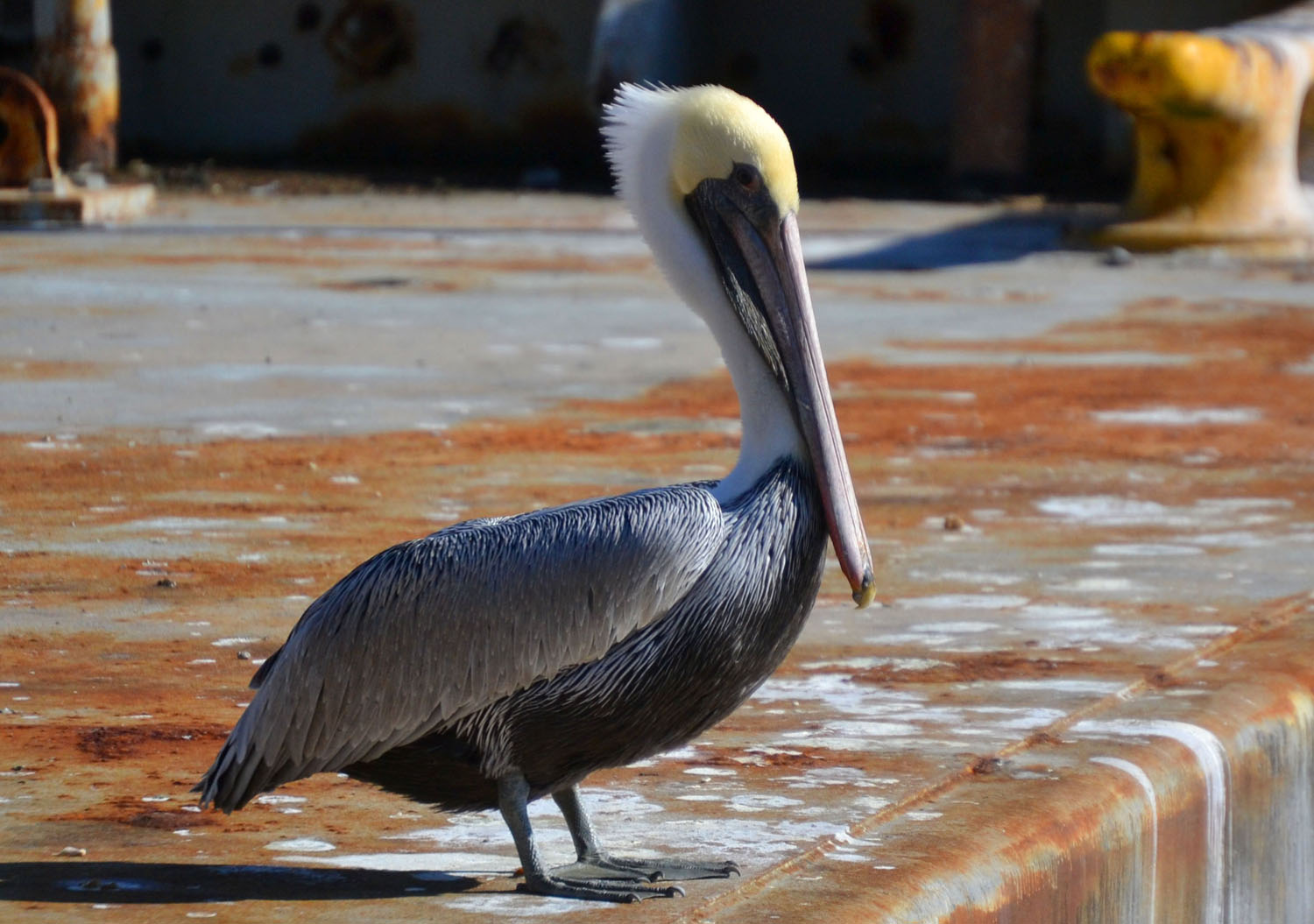 Woods Walks and Wildlife Louisiana Adventure, Part 2 New Orleans Birds