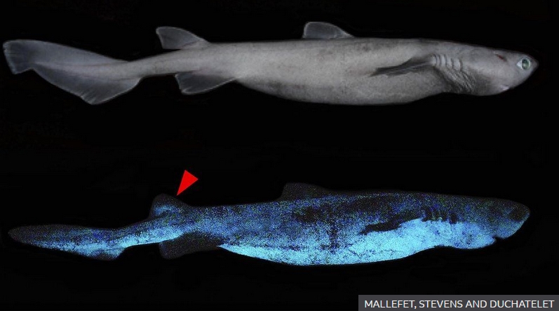 new-zealand-shark new-zealand-shark