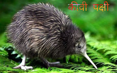 Kiwi Bird Information In Hindi