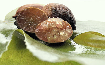 Fingerlimette (Microcitrus australasica)