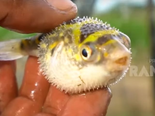 Gambar Ikan Buntal Lucu dari Jenis Air Laut tidak Beracun Gambar Ikan Buntal Lucu dari Jenis Air Laut tidak Beracun