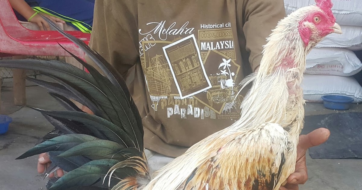 Koleksi Terkini 33+ Gambar Ayam Pama Ori