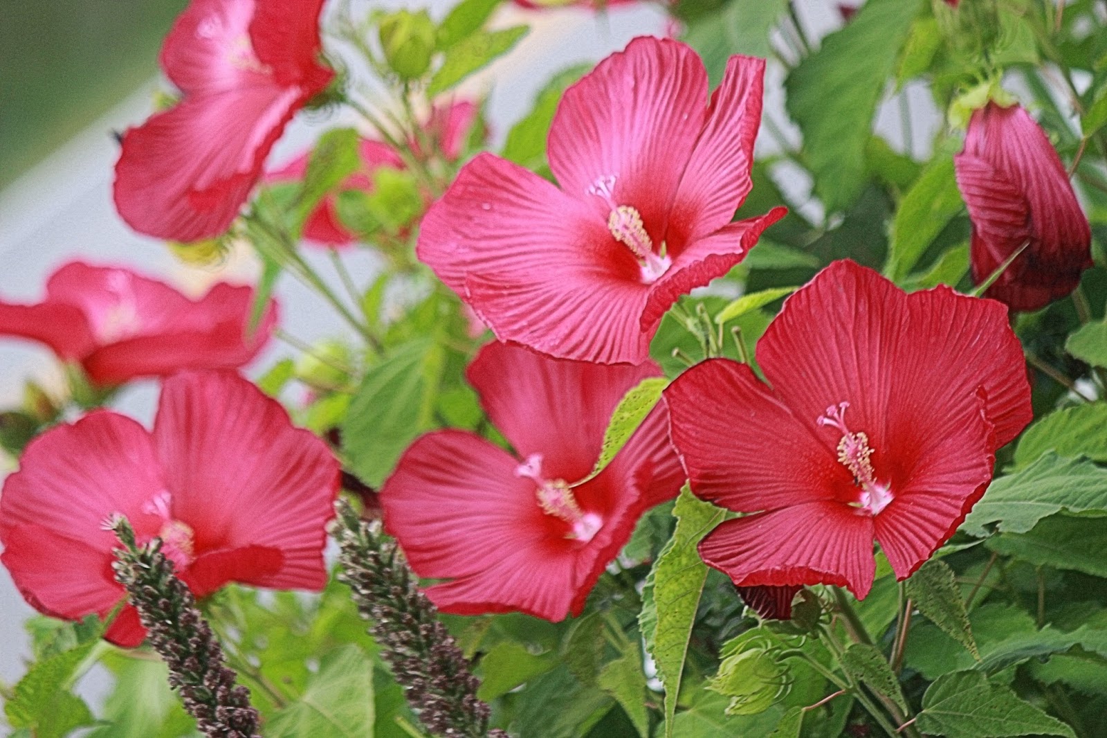 Red Dinner Plate Hibiscus 7 Photos