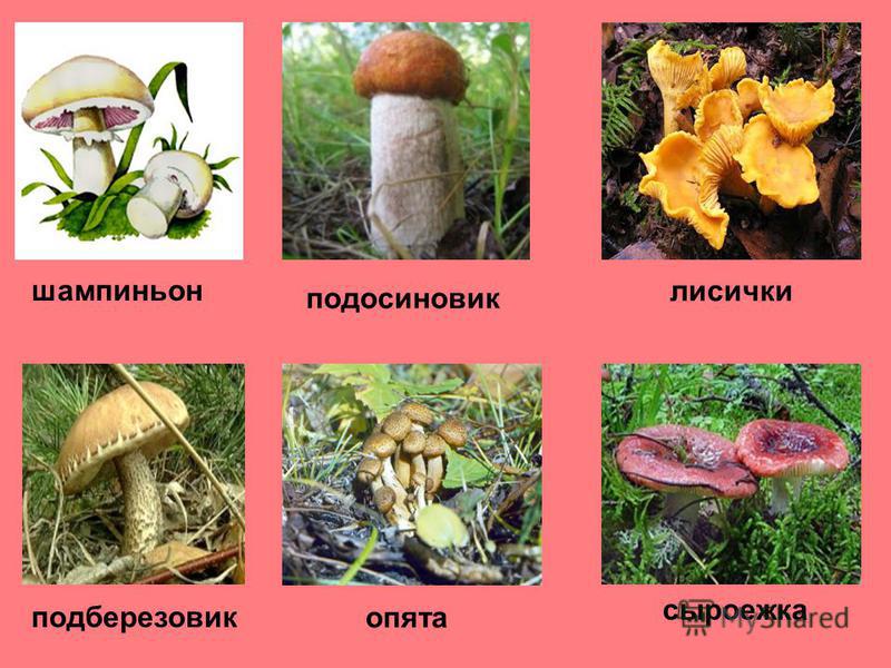 Грибы растения животные что лишнее. Ядовитые растения и грибы. Ядовитые грибы растения и животные. Вредные грибы и растения. Ядовитые растения и ядовитые грибы.