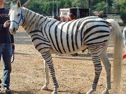 Paraphernalia: and finally..zorse's and zonkey's