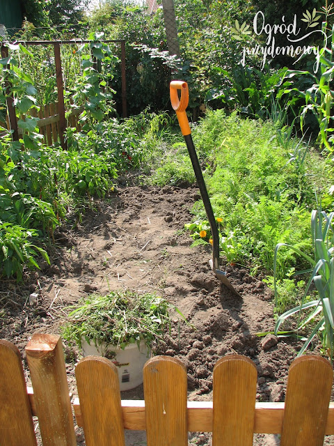 ogród przydomowy, projekt warzywnik