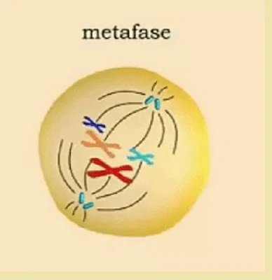 Metafase mitosis - berbagaireviews.com