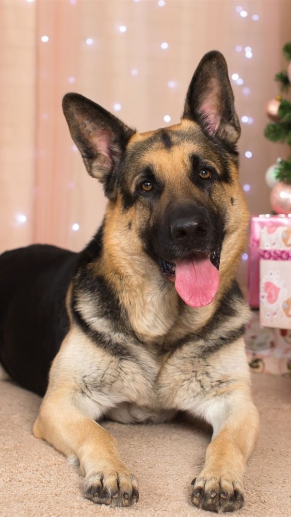 Fruits And Vegetables For Puppies Three SureFire Steps To Bring Up A