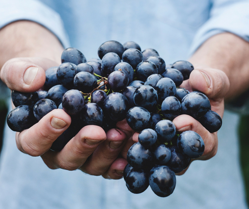 Grape Face Cleanser Natural Face Cleansers You Can Make Yourself