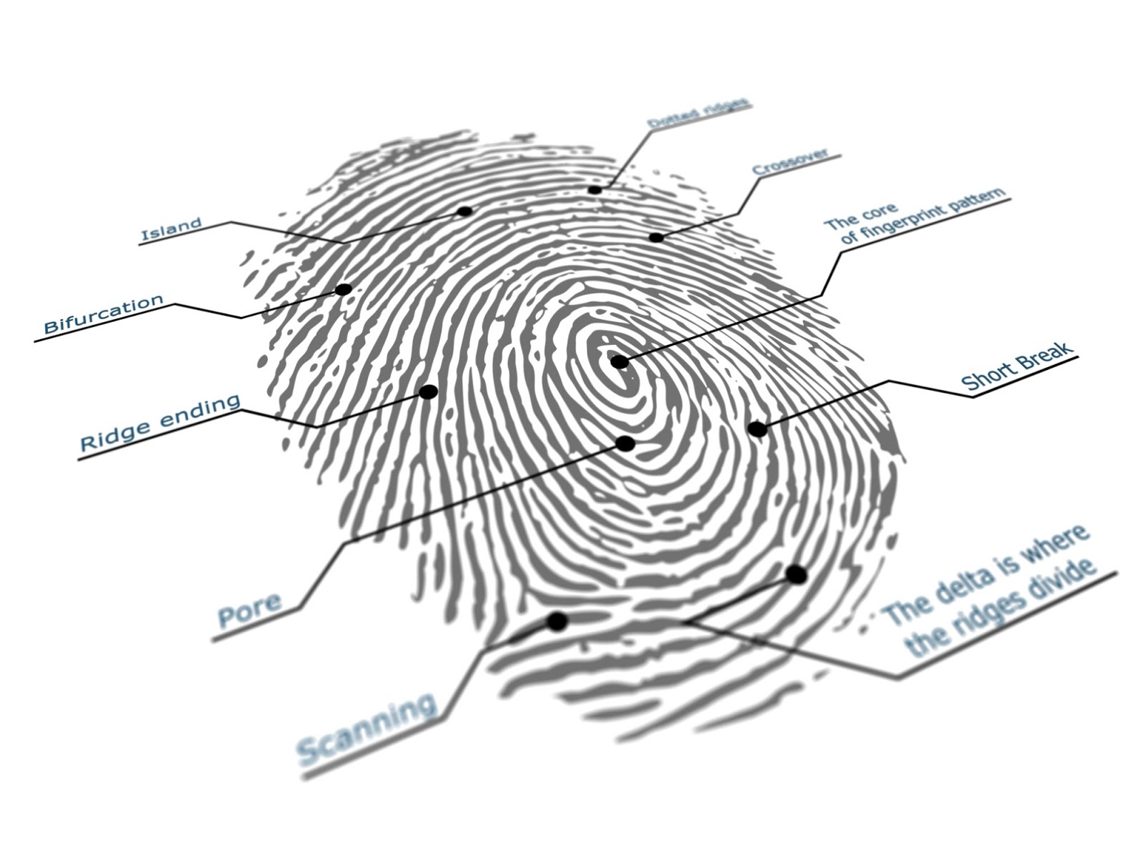 Sectionname ru настройки отпечатков профилей en fingerprints. Емкостной датчик отпечатков пальцев. Распознавание отпечатка пальца. Устройство распознавания отпечатков пальцев. Дактилоскопия пальцев рук.