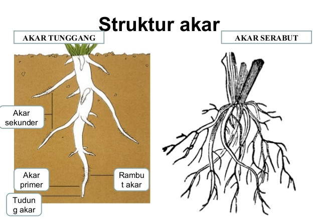 Pengertian Umur Tanaman Padi Ciherang Ciri Ciri Morfologi Dan Jarak Tanam Berikut Manfaat