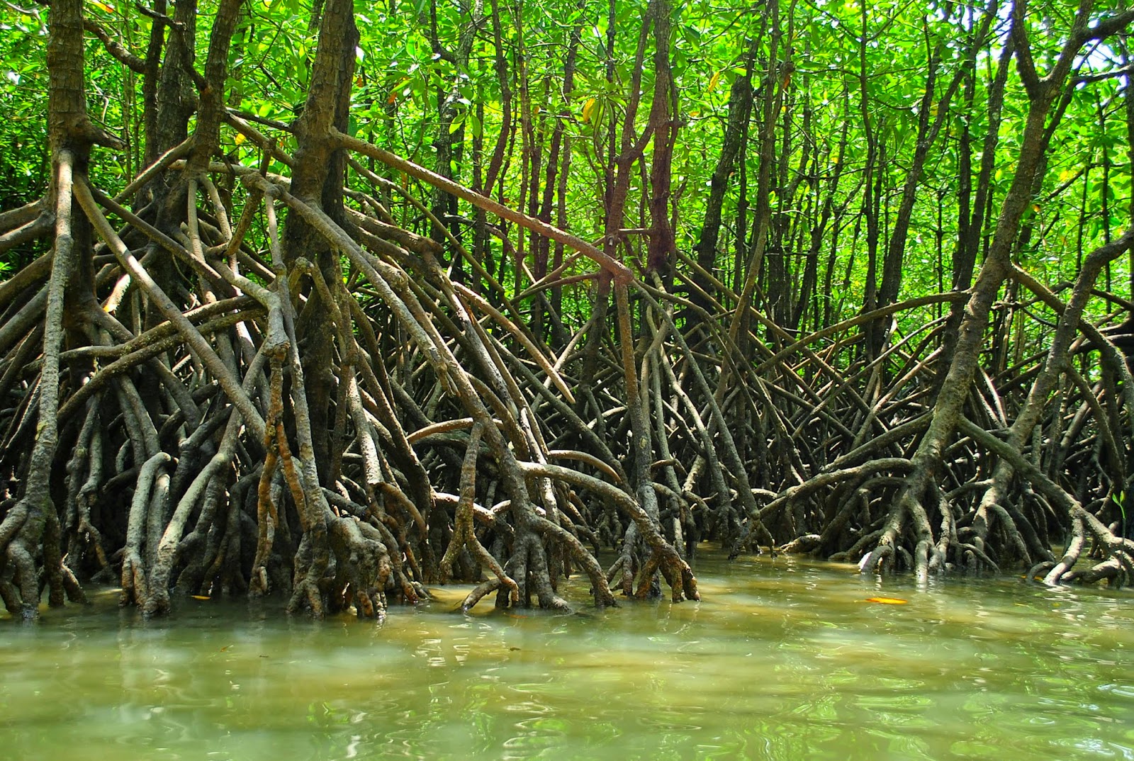 Мангровые деревья в тайланде