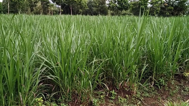 Tips Pemeliharaan Tanaman Rumput Gajah Untuk Pakan Ternak