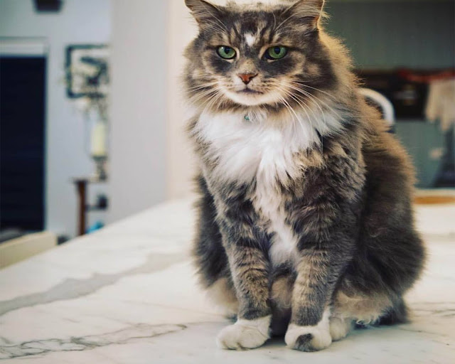 marble countertops brooklyn marble countertops brooklyn