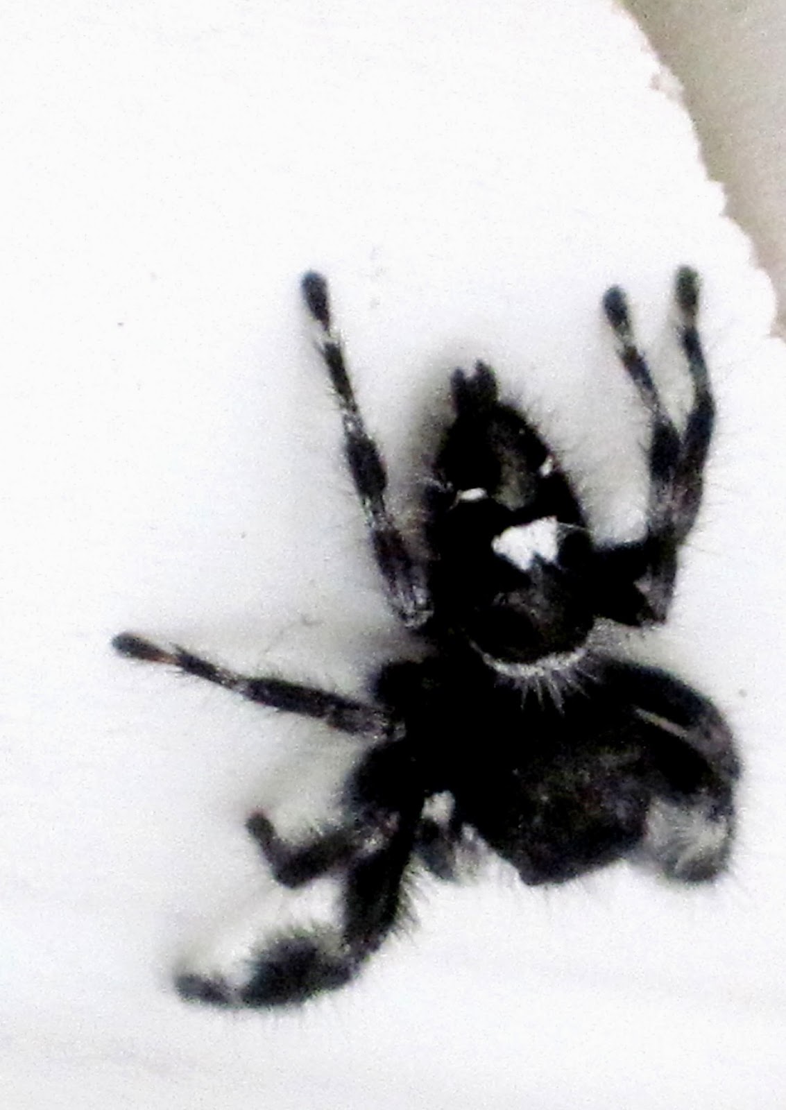50 Best Ideas For Coloring Black Spider With White Spot On Back 50-best-ideas-for-coloring-black-spider-with-white-spot-on-back
