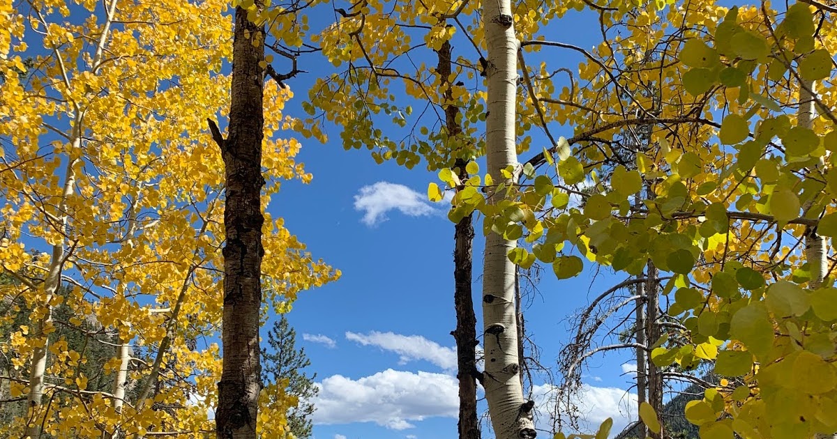 COHorts Aspen Alternatives for the Front Range