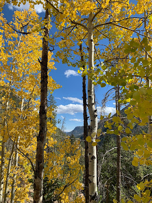 Aspen fall color in mountains