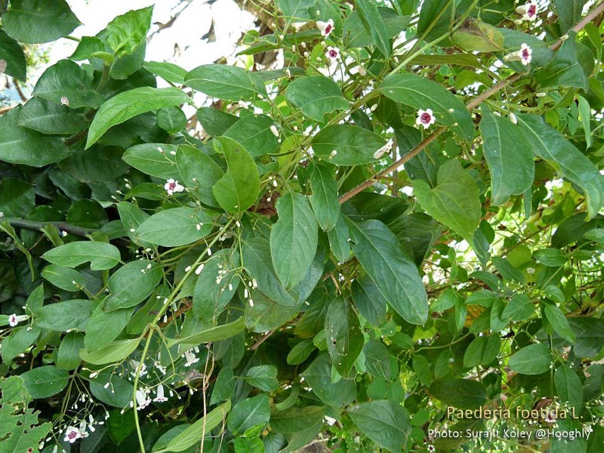 Medicinal Plants: Paederia foetida, Prasarani, Tala nili, Mudiyar Kundal