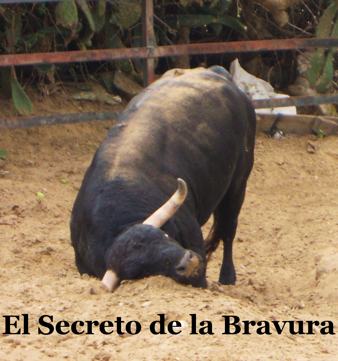 El Secreto de la Bravura Las fundas