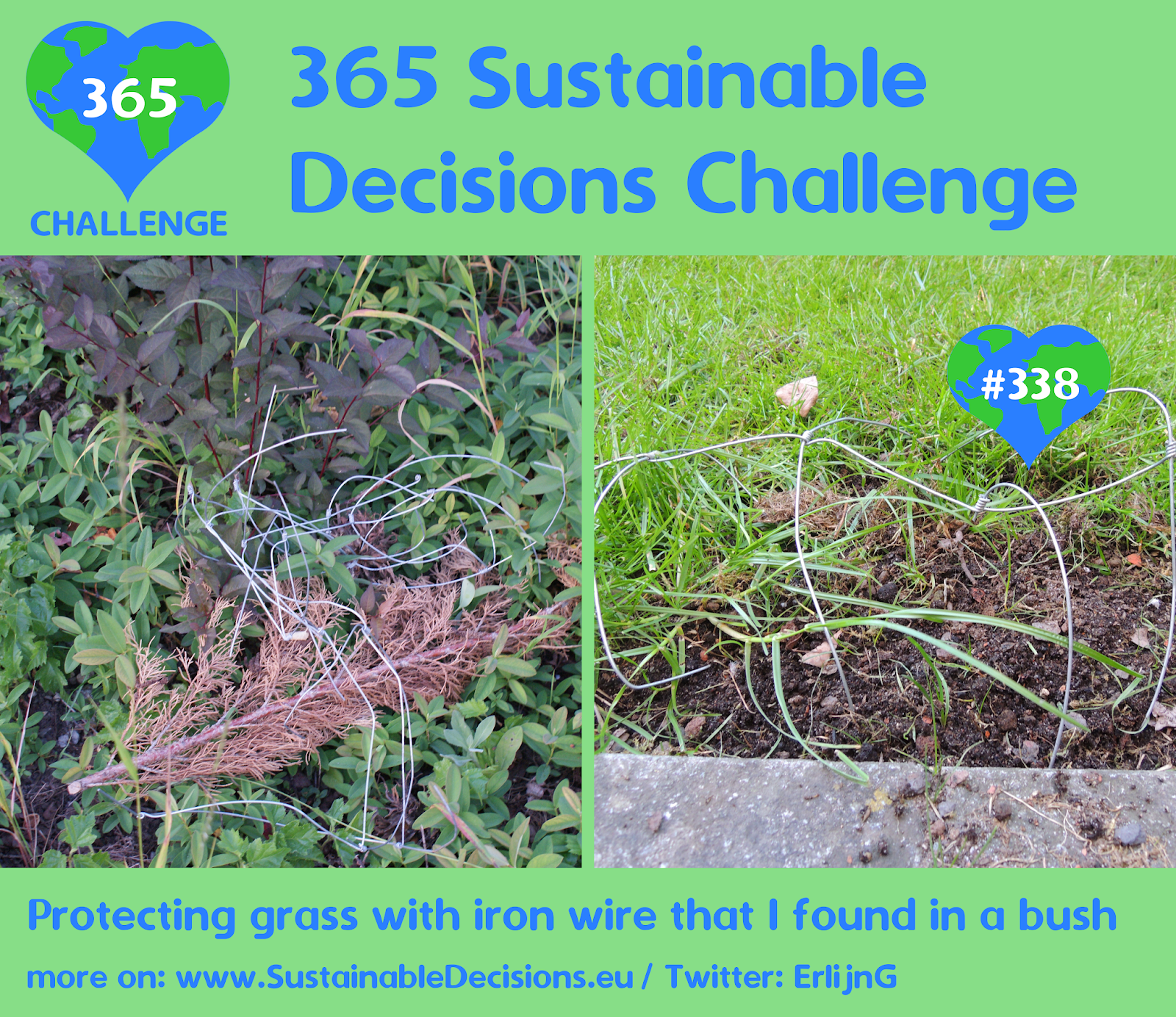 #338 - Protecting grass with iron wire that I found in a bush