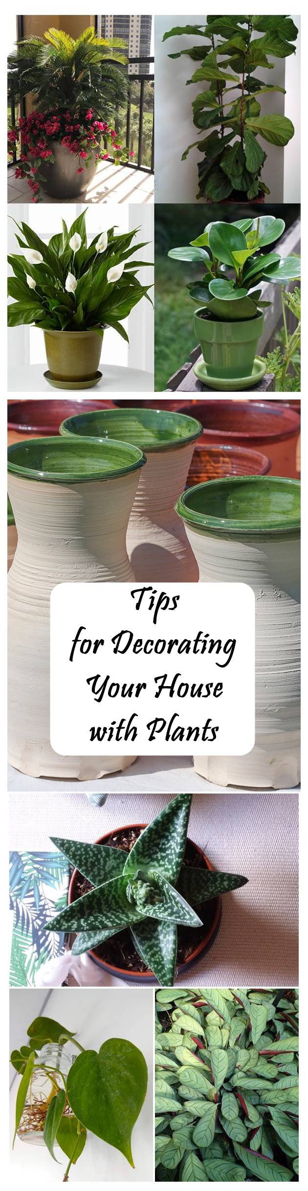 Tips for Decorating Your House with Plants