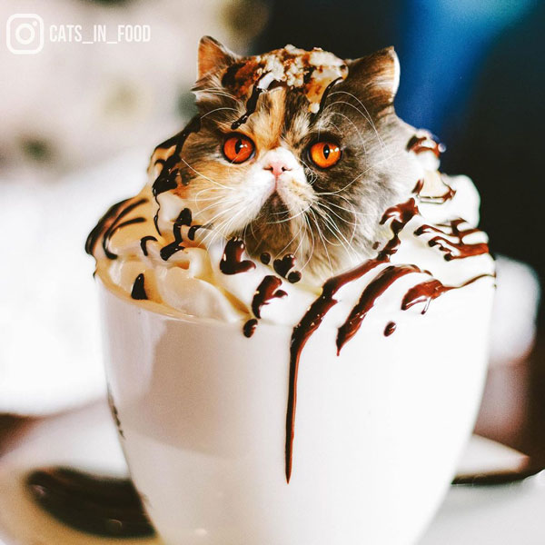 edit foto cats in food