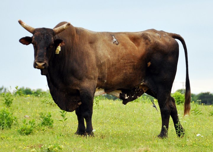 Rank Bull Riding News Breeder Profile Bloyd Bucking Bulls