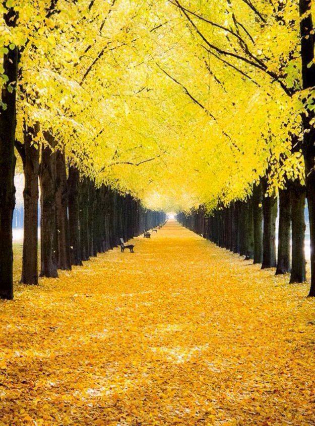 Awesome Yellow Nature Wallpaper