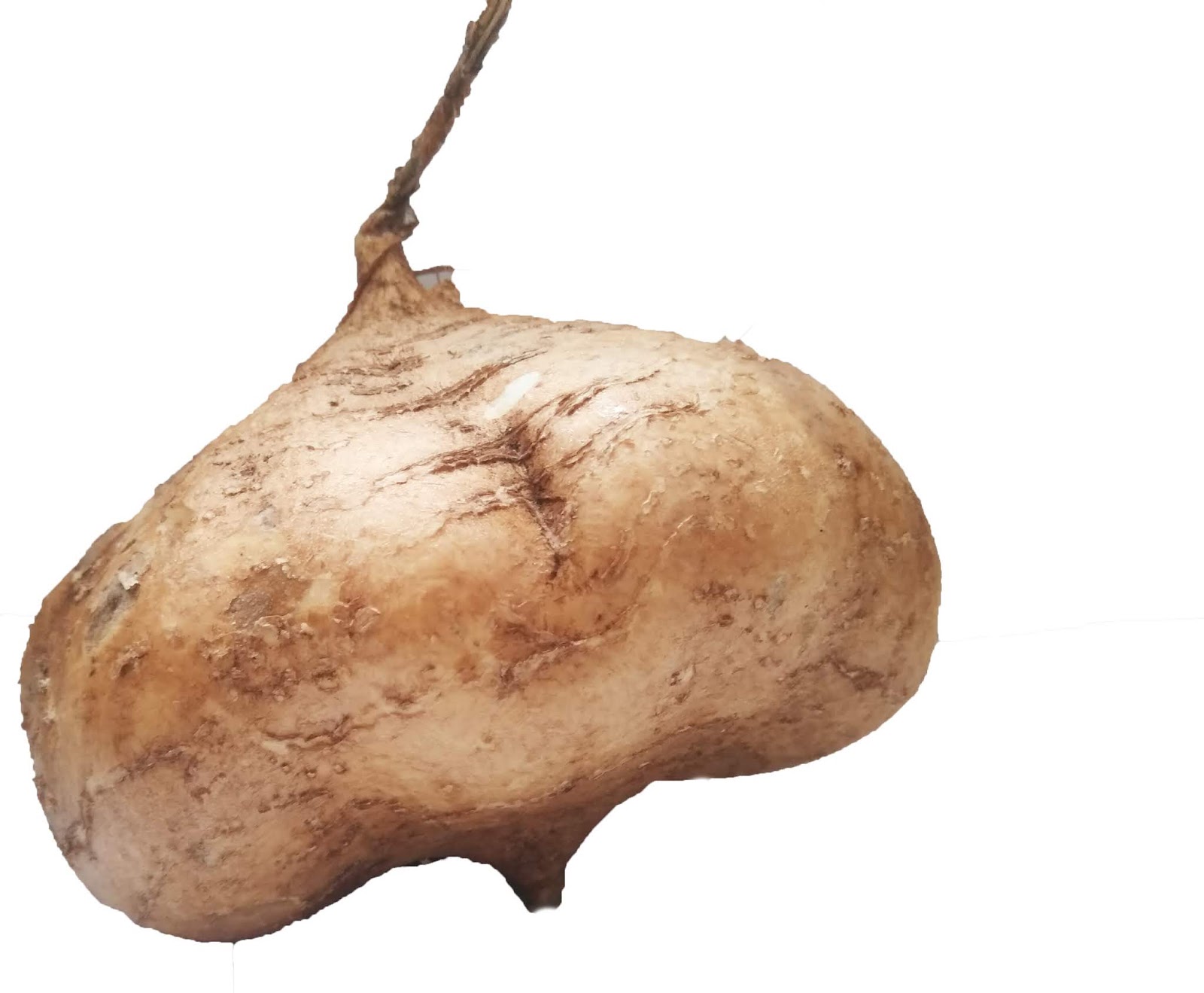 Beneficios de la Jícama