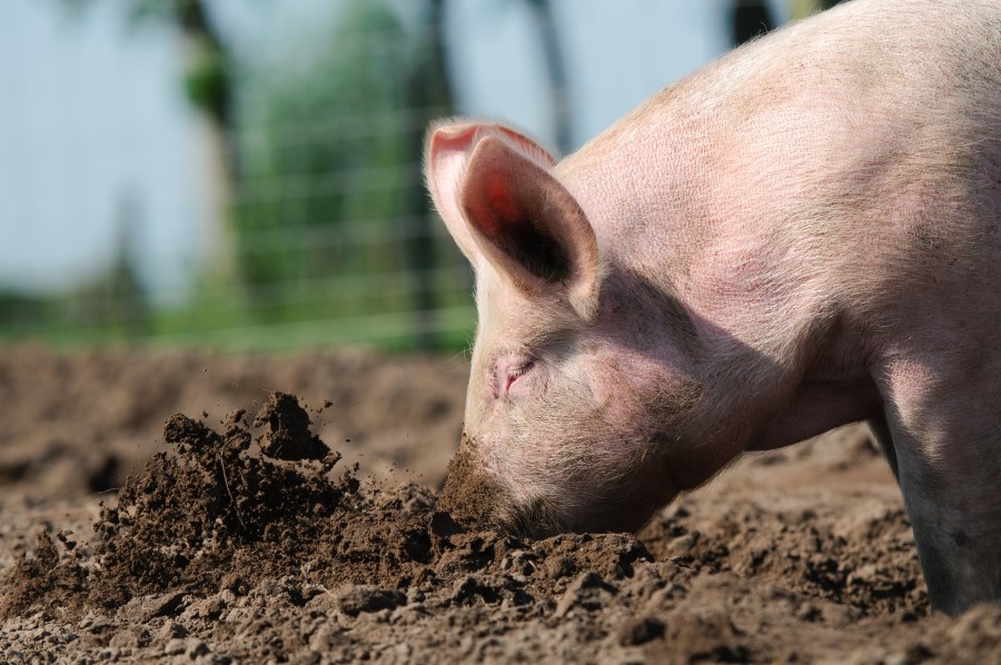 Why Do Pigs Like Mud? Facts for everyday life