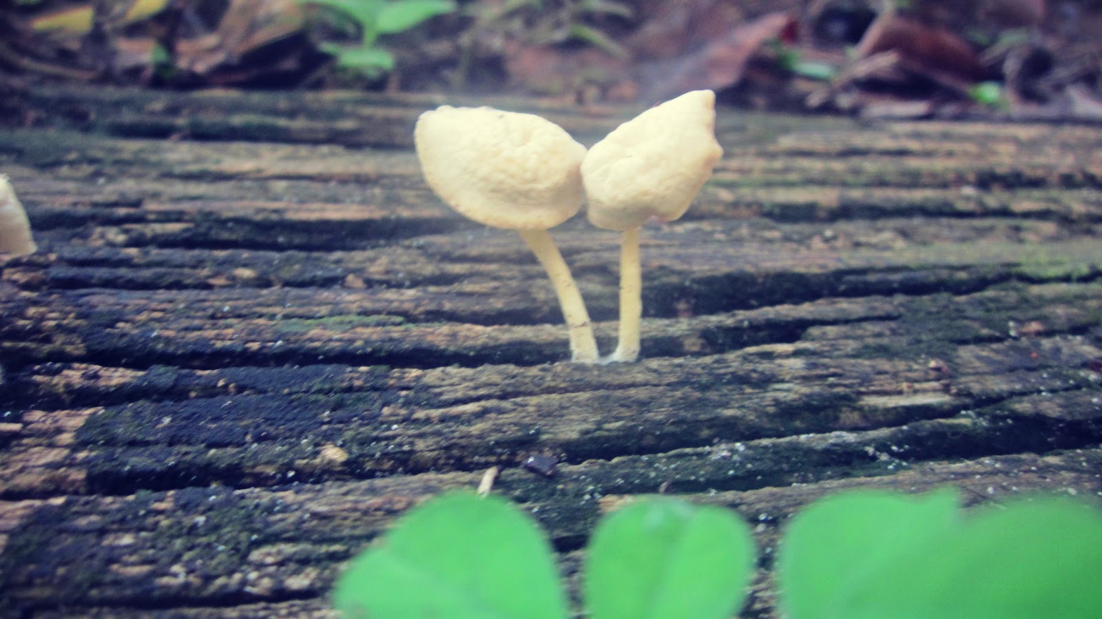 Two tiny white mushrooms in love on a wooden log in Florida