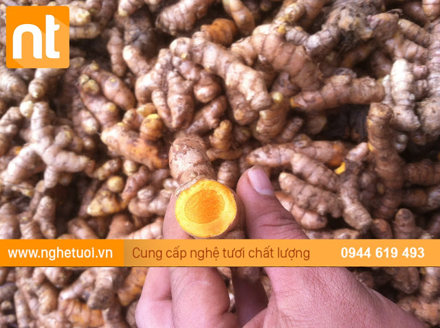 giá nghệ tươi 2017, nghệ tươi làm tinh bột