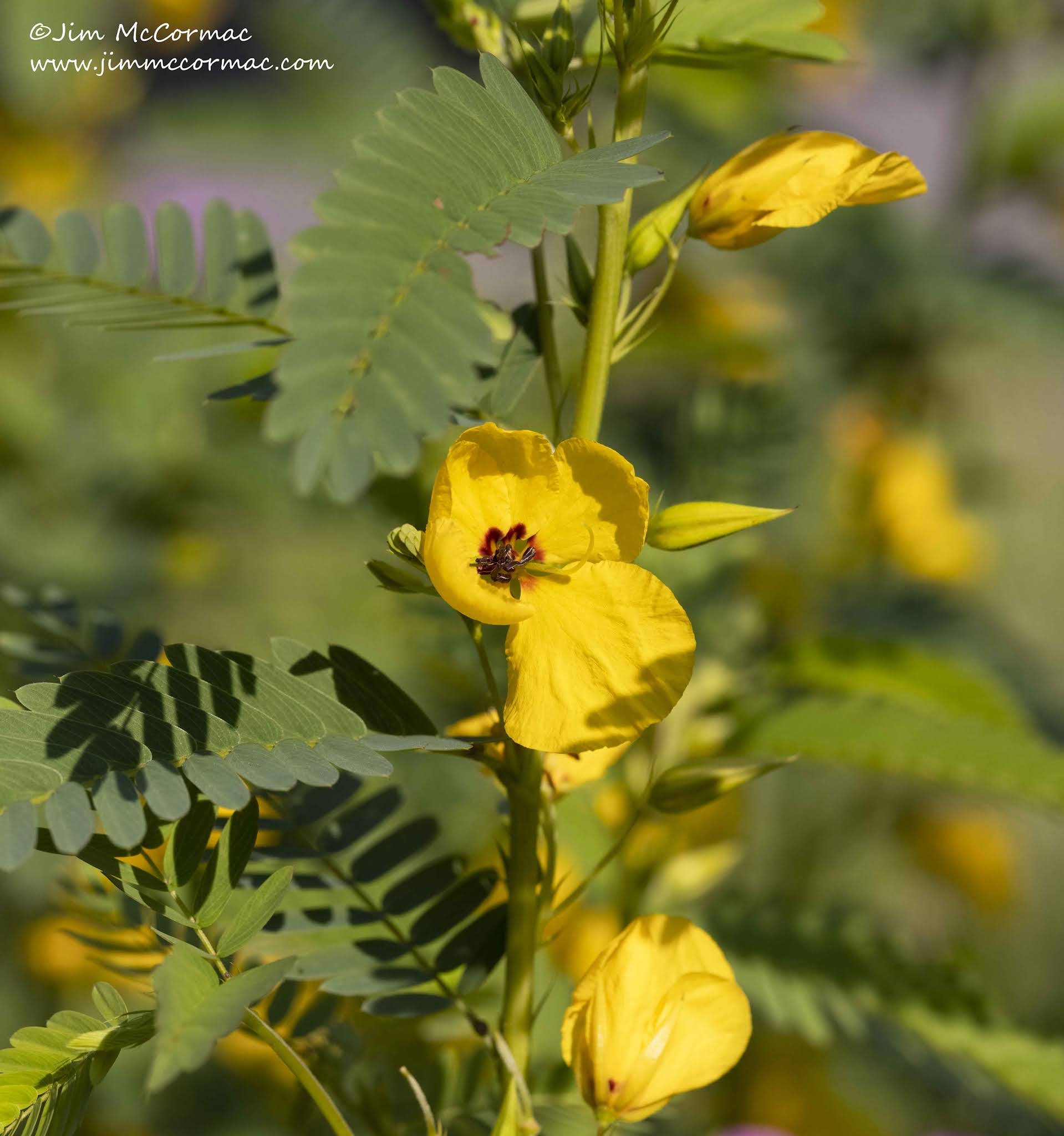 Ohio Birds and Biodiversity: Partridge Pea and its magical extrafloral nectaries