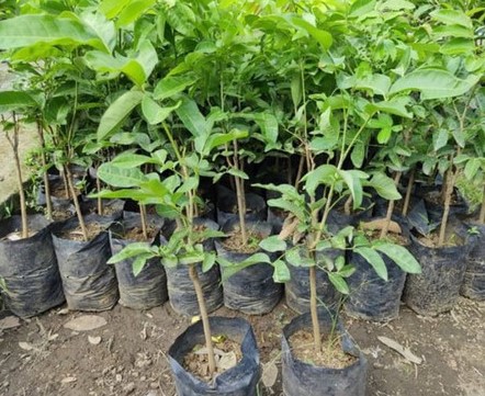 kelengkeng puangray Dukuhturi