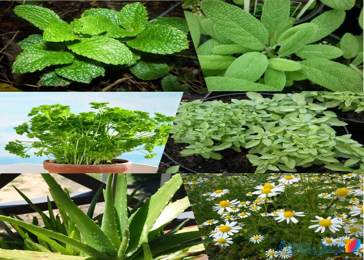 النباتات الطبية يمكن زراعتها في المنزل