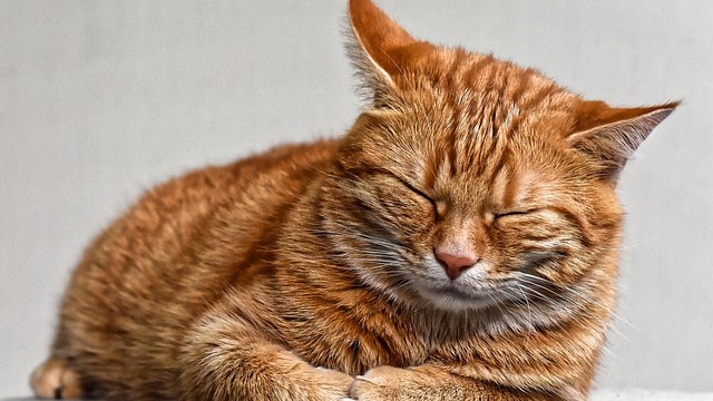 Penyebab Kucing Tidak Mau Makan Dan Tidur Terus Kucing Sobo