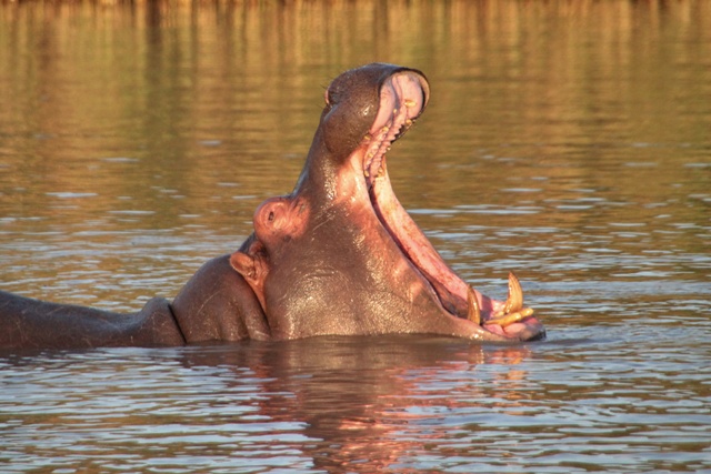 Parque Humedal iSimangaliso en Santa Lucia, hipopótamos al atardecer