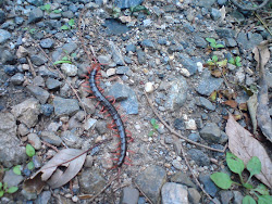 centipedes poisonous flying cockroaches summer japan