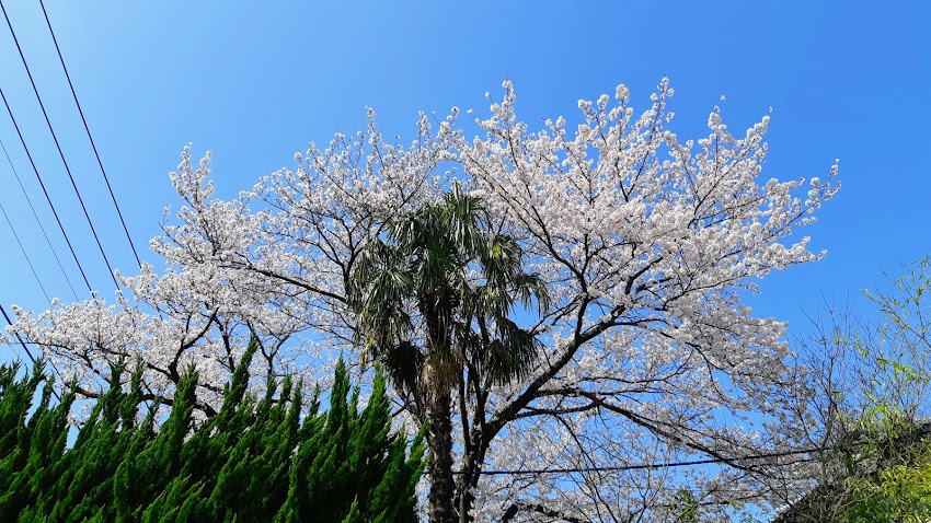 ヤシの木と桜