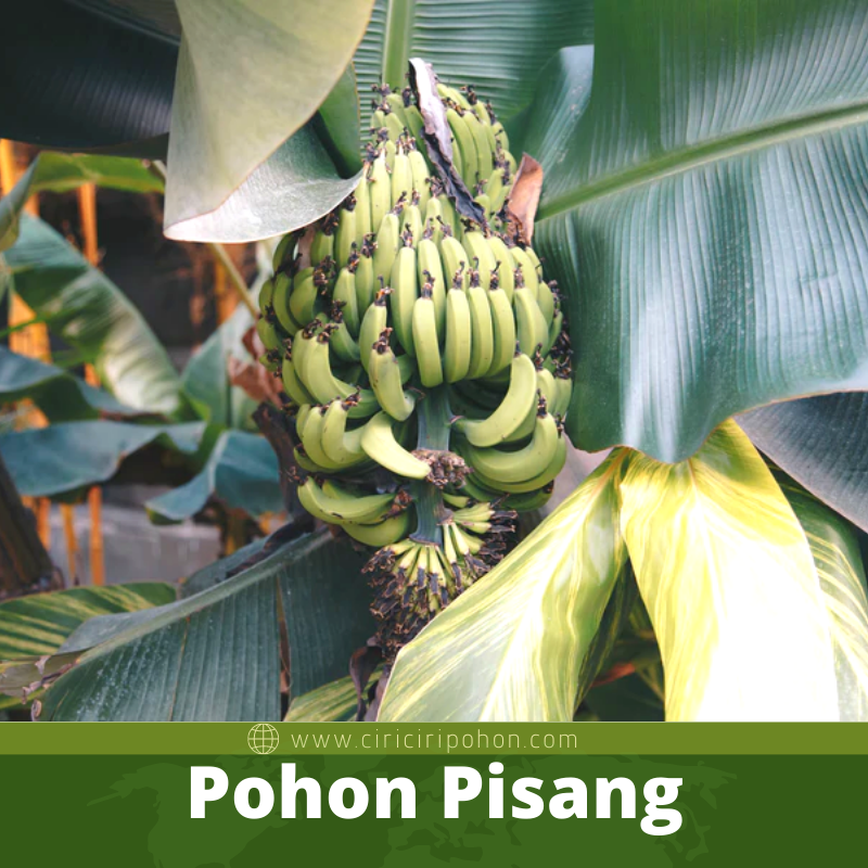 Pohon Pisang