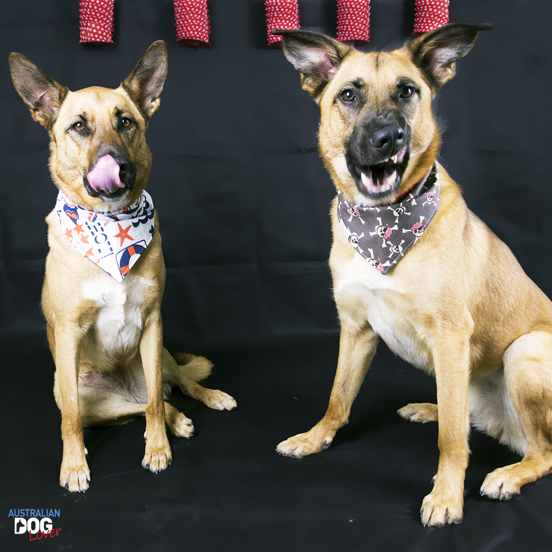 19 Can You Breed Sibling Dogs From Different Litters